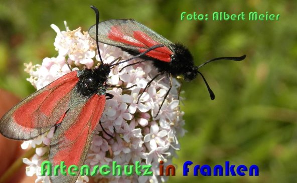 Bild zum Eintrag (59507-160)