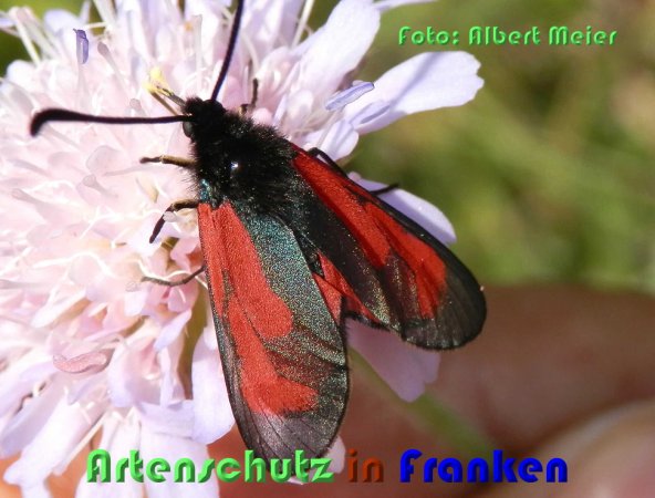 Bild zum Eintrag (59508-160)