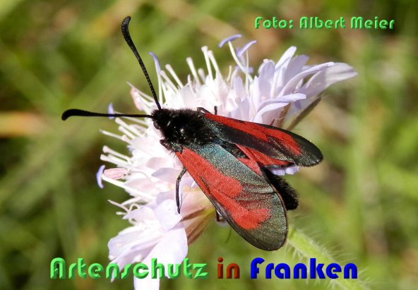 Bild zum Eintrag (59509-160)