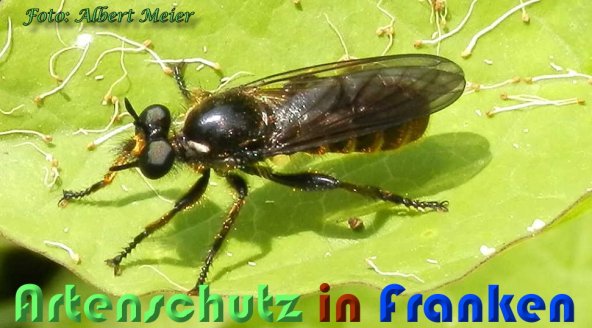 Copyright AiS Albert Meier Bild zum Eintrag (59515-160)