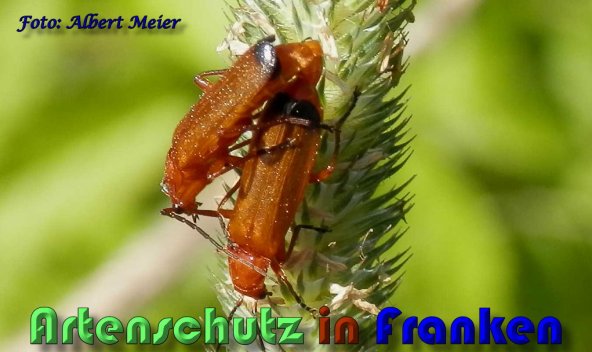 Bild zum Eintrag (59564-160)