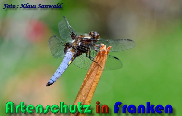 Copyright AiS Klaus Sanwald Bild zum Eintrag (59578-160)