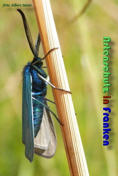 Copyright AiS Albert Meier Bild zum Eintrag (59601-160)
