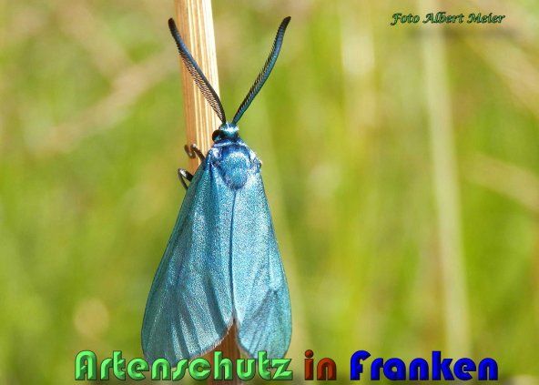 Copyright AiS Albert Meier Bild zum Eintrag (59602-160)