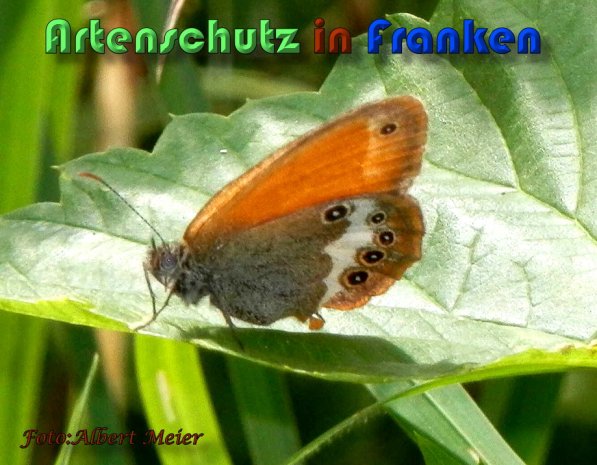 Copyright AiS Albert Meier Bild zum Eintrag (59648-160)