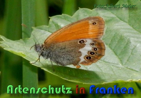 Copyright AiS Albert Meier Bild zum Eintrag (59649-160)
