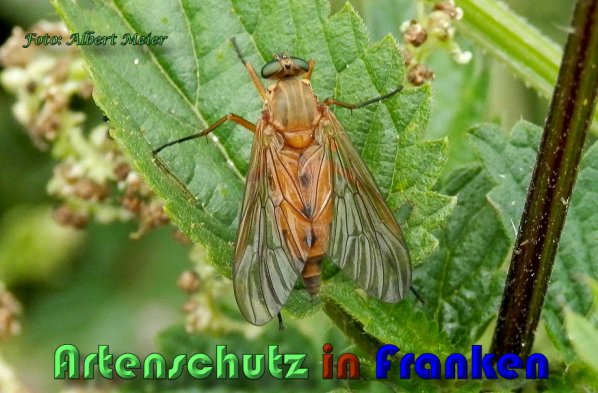 Copyright AiS Albert Meier Bild zum Eintrag (59664-160)