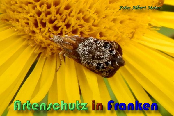 Copyright AiS Albert Meier Bild zum Eintrag (59679-160)