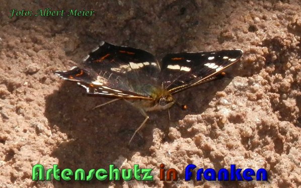 Copyright AiS Albert Meier Bild zum Eintrag (59703-160)