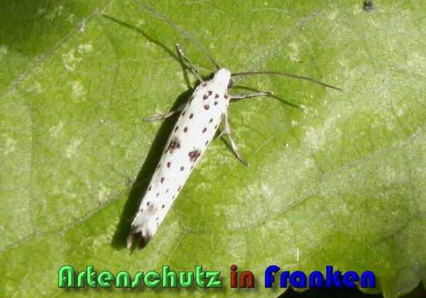 Copyright AiS Albert Meier Bild zum Eintrag (59718-160)