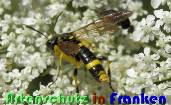 Copyright AiS Albert Meier Bild zum Eintrag (59797-160)