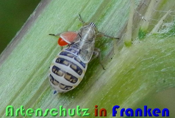 Copyright AiS Albert Meier Bild zum Eintrag (59801-160)