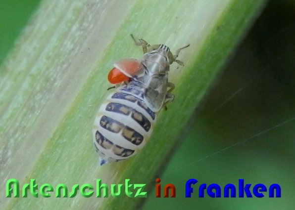 Copyright AiS Albert Meier Bild zum Eintrag (59802-160)