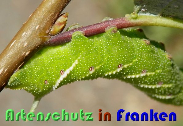 Copyright AiS Albert Meier Bild zum Eintrag (59807-160)