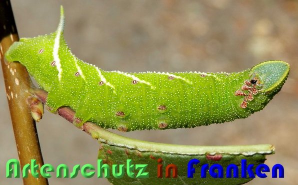 Copyright AiS Albert Meier Bild zum Eintrag (59809-160)