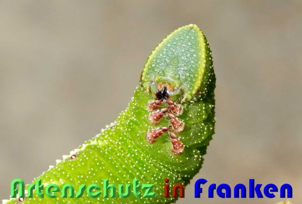 Copyright AiS Albert Meier Bild zum Eintrag (59810-160)