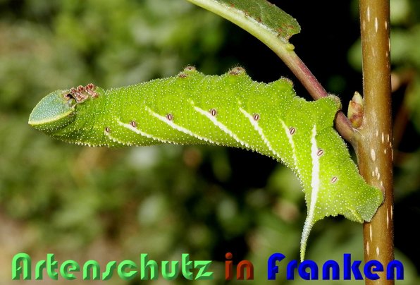 Copyright AiS Albert Meier Bild zum Eintrag (59812-160)
