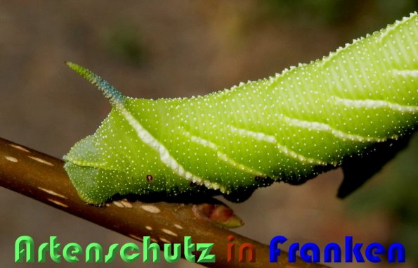 Copyright AiS Albert Meier Bild zum Eintrag (59814-160)