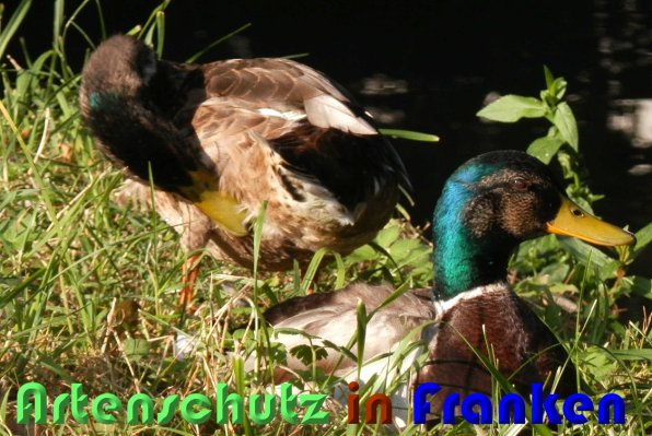 Copyright AiS Albert Meier Bild zum Eintrag (59838-160)