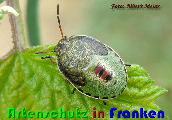 Bild zum Eintrag (59855-160)