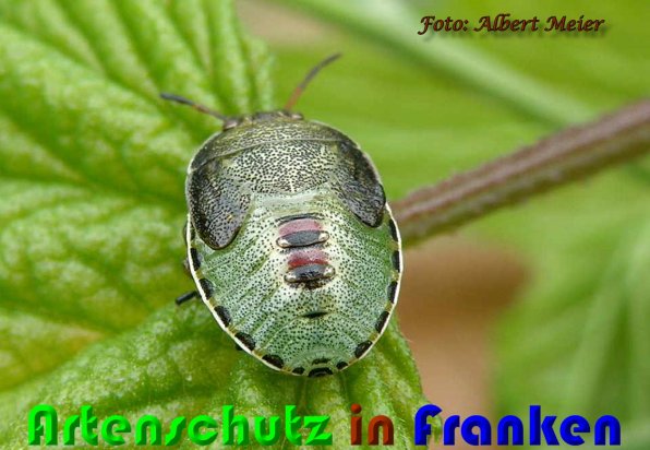 Bild zum Eintrag (59856-160)