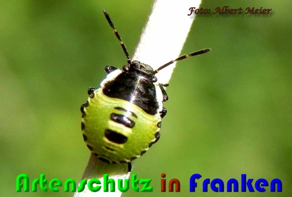 Copyright AiS Albert Meier Bild zum Eintrag (59858-160)