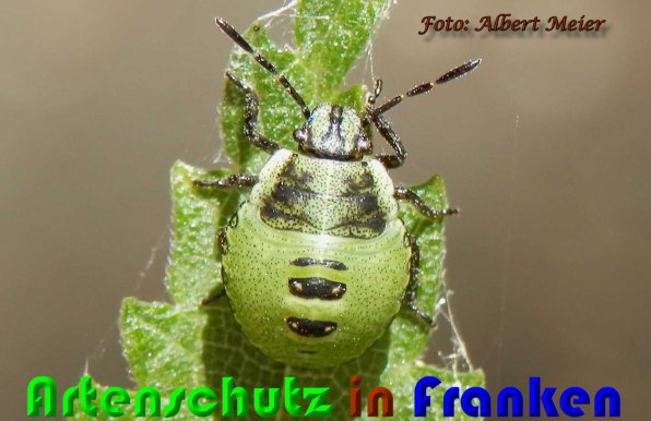 Copyright AiS Albert Meier Bild zum Eintrag (59859-160)