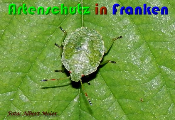 Copyright AiS Albert Meier Bild zum Eintrag (59861-160)