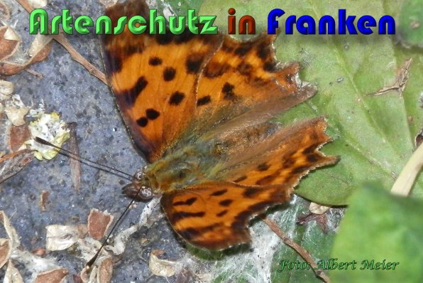 Copyright AiS Albert Meier Bild zum Eintrag (59866-160)