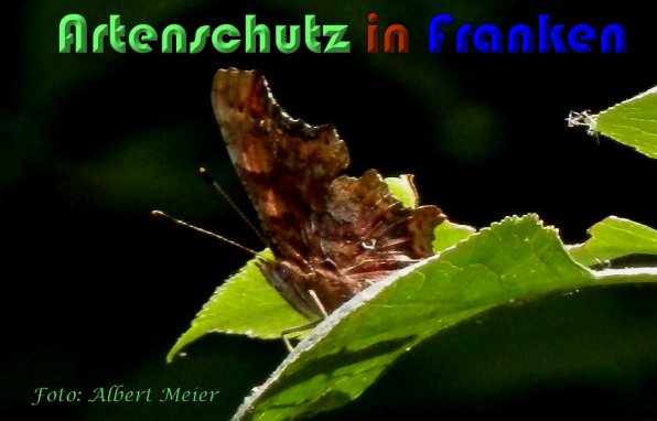 Copyright AiS Albert Meier Bild zum Eintrag (59867-160)