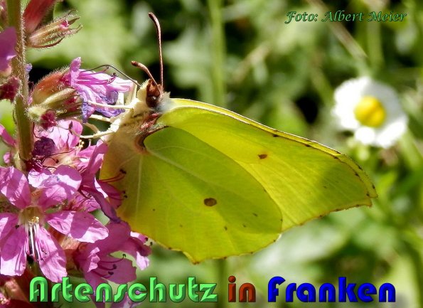 Copyright AiS Albert Meier Bild zum Eintrag (59868-160)