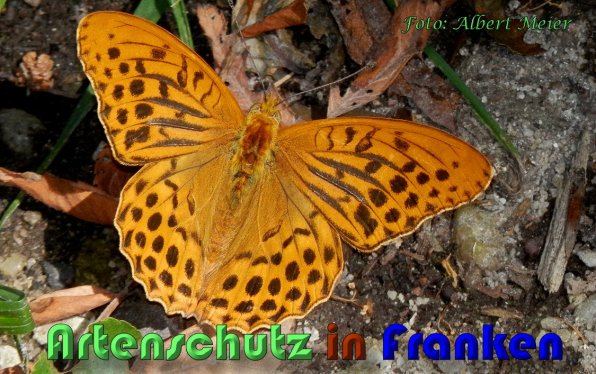 Copyright AiS Albert Meier Bild zum Eintrag (59877-160)
