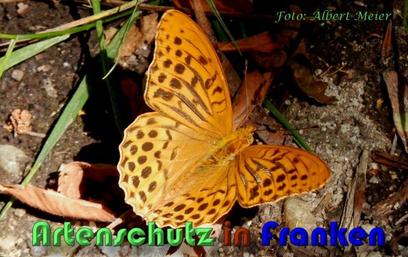 Copyright AiS Albert Meier Bild zum Eintrag (59879-160)