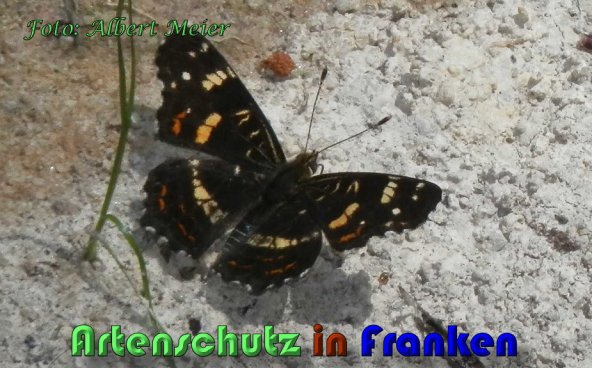 Copyright AiS Albert Meier Bild zum Eintrag (59885-160)