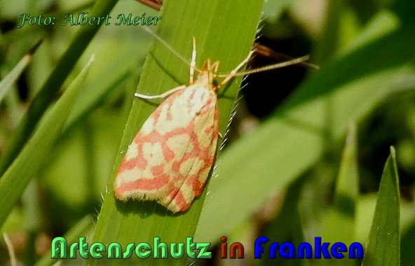 Copyright AiS Albert Meier Bild zum Eintrag (59890-160)