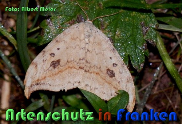 Copyright AiS Albert Meier Bild zum Eintrag (59908-160)