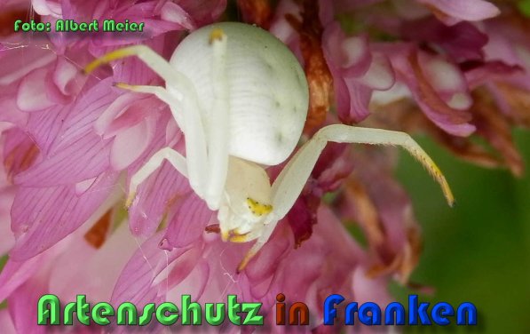Bild zum Eintrag (59911-160)