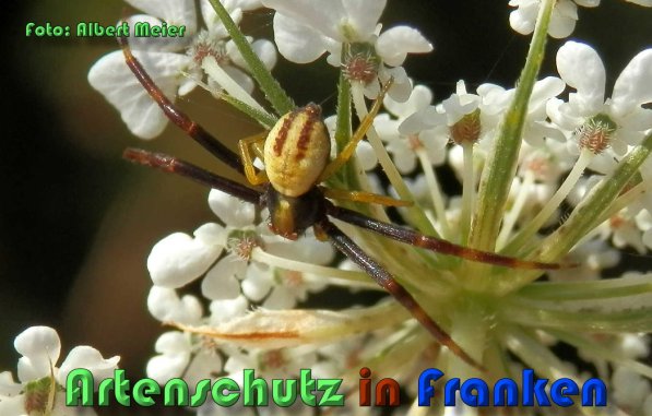 Bild zum Eintrag (59913-160)