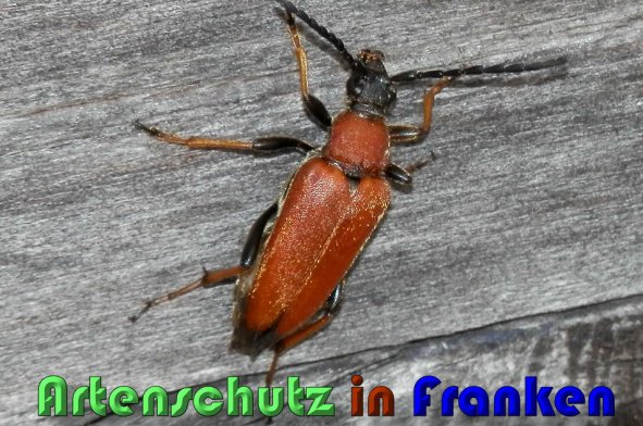 Copyright AiS Albert Meier Bild zum Eintrag (59967-160)