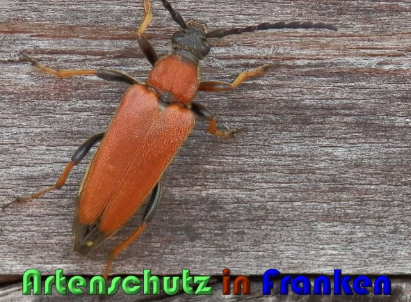 Copyright AiS Albert Meier Bild zum Eintrag (59968-160)