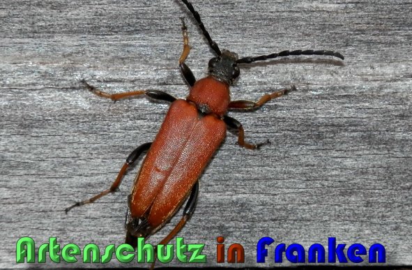 Copyright AiS Albert Meier Bild zum Eintrag (59969-160)