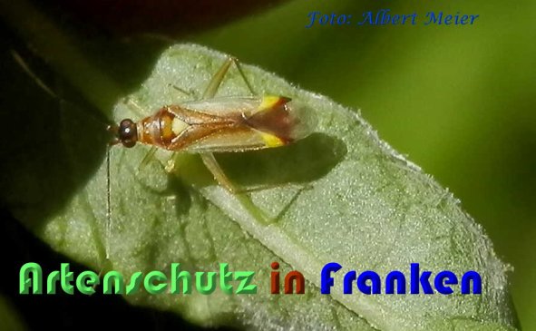 Copyright AiS Albert Meier Bild zum Eintrag (59992-160)