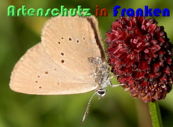 Copyright AiS Albert Meier Bild zum Eintrag (60020-160)