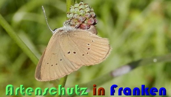 Copyright AiS Albert Meier Bild zum Eintrag (60021-160)