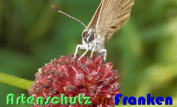 Bild zum Eintrag (60023-160)