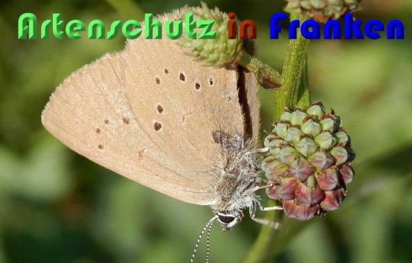 Bild zum Eintrag (60024-160)