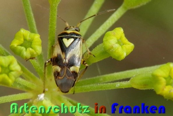 Bild zum Eintrag (60055-160)