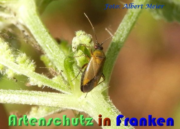 Copyright AiS Albert Meier Bild zum Eintrag (60068-160)
