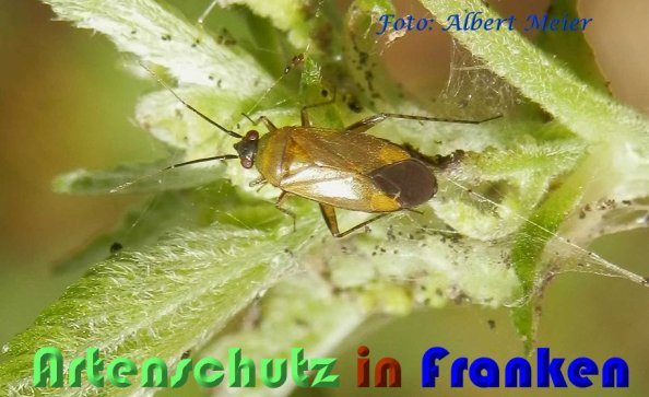 Copyright AiS Albert Meier Bild zum Eintrag (60069-160)