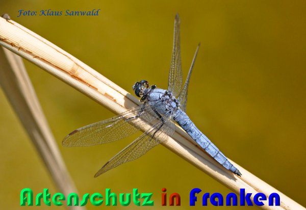 Copyright AiS Klaus Sanwald Bild zum Eintrag (60088-160)